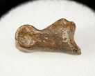 Small Theropod (Raptor) Toe Bone - Hell Creek Formation #12781-1